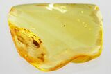 Detailed Fossil False Flower Beetle (Scraptiidae) in Baltic Amber #372529-1